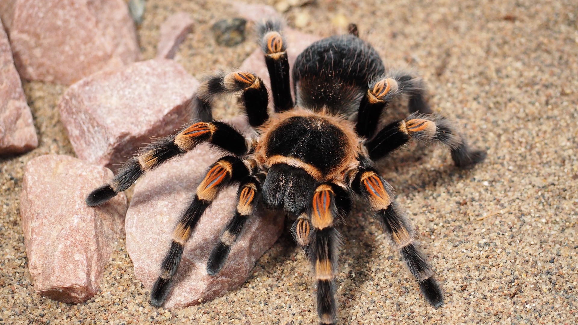 A tarantula spider