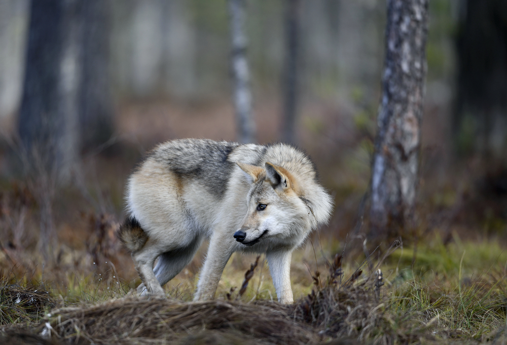 Het aantal wolven neemt toe, maar mensen vormen geen bedreiging