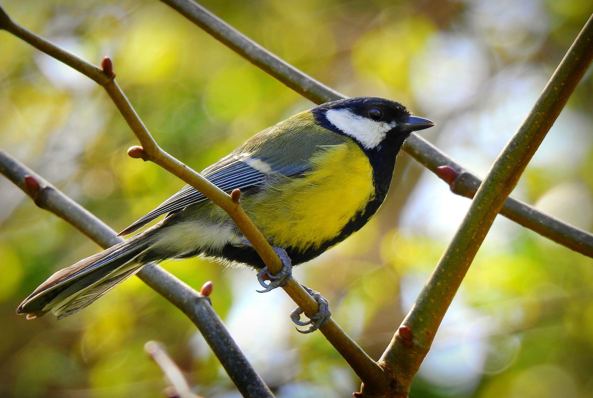 A great tit perched in a tree