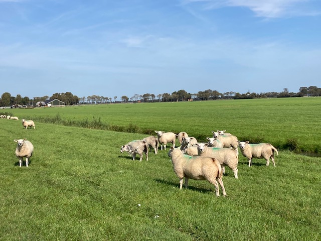 Second vaccine against bluetongue welcomed by sheep farmers