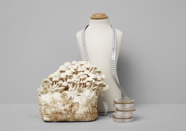 Growing underground: Could the future of fashion be fungal? - DutchNews.nl