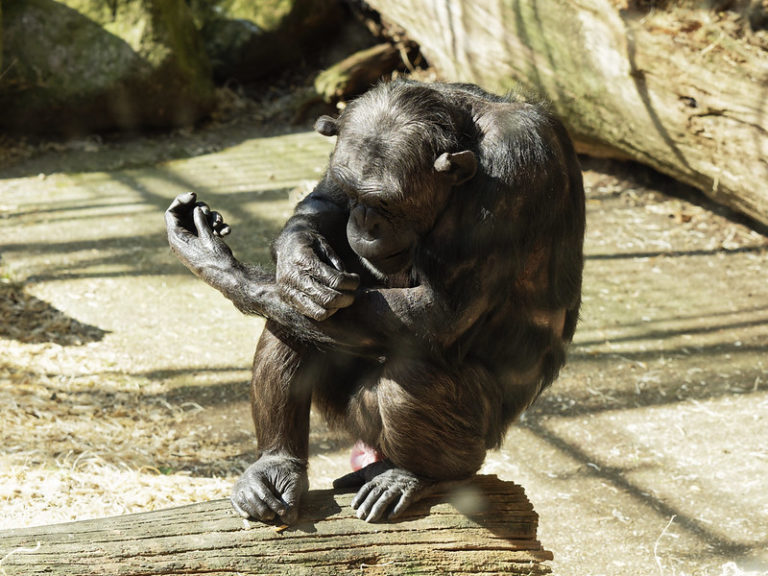 Two chimpanzees are shot dead after escape from Amersfoort zoo