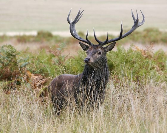 A red deer in the wild