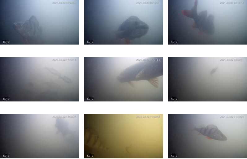 Vissen in livestream krijgen hun eigen deurbel om de paaigronden binnen te gaan