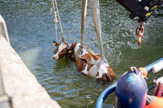 Rotterdam floating Farm Criticised After Cow Falls Into The Water Rotterdam floating Farm Criticised After Cow Falls Into The Water