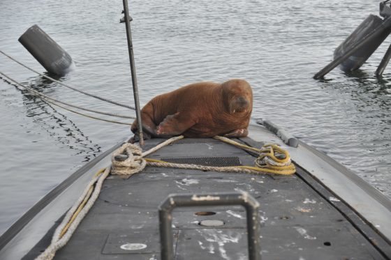 walrus-marine-sub-560x373.jpeg