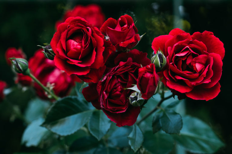 Roses cost more on Valentines Day, as energy prices force up heating bills DutchNews.nl
