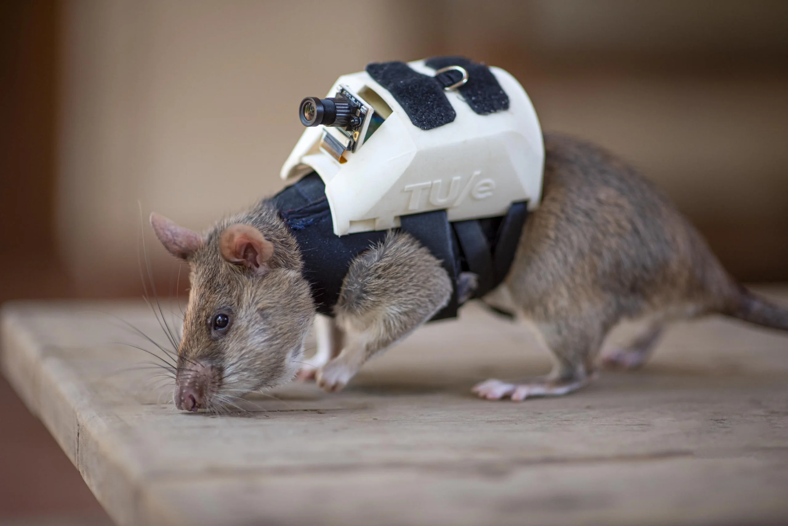 Dutch engineer designs backpack for earthquake rescue rats