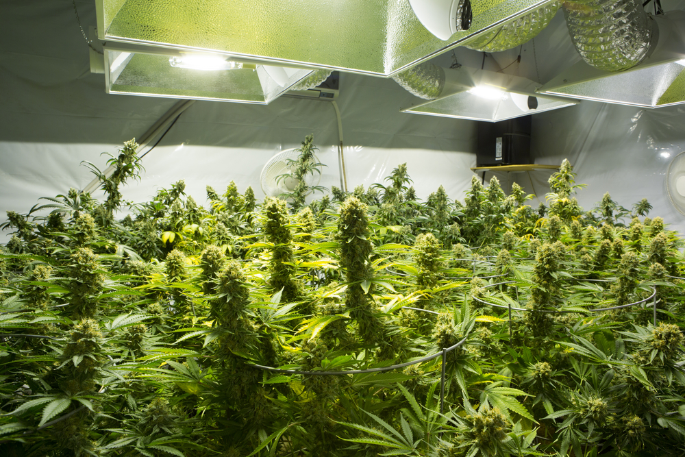 Legal marijuana only on sale in 10 Dutch towns from next April