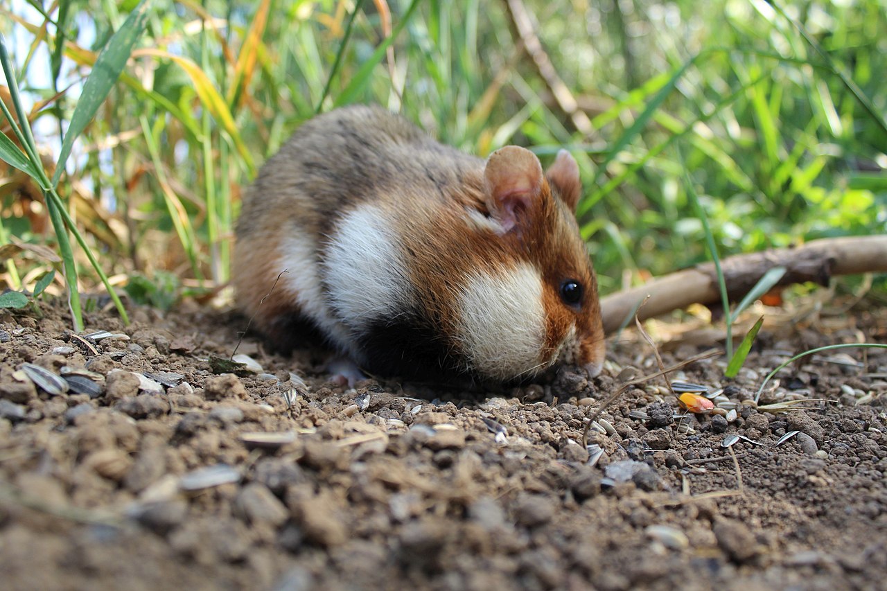 Wild Hamsters: Facts, Threats, & Conservation