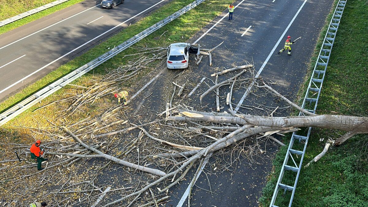 One person killed as storm Ciarán tears down trees in NL - DutchNews.nl