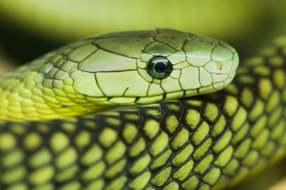 Green mamba alert continues in Tilburg after escape