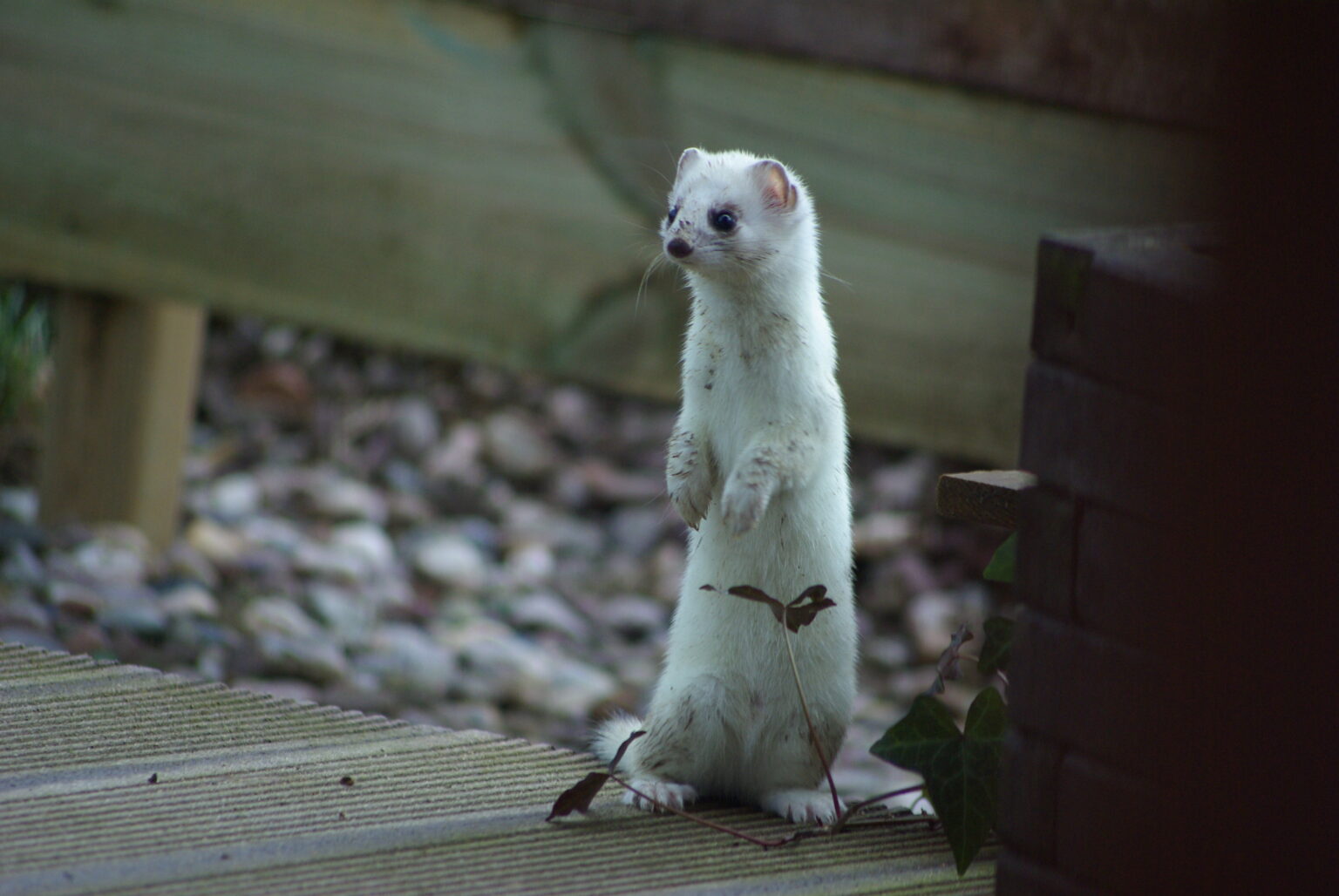 Snowwhite winter coat is tarnishing stoats' survival chances