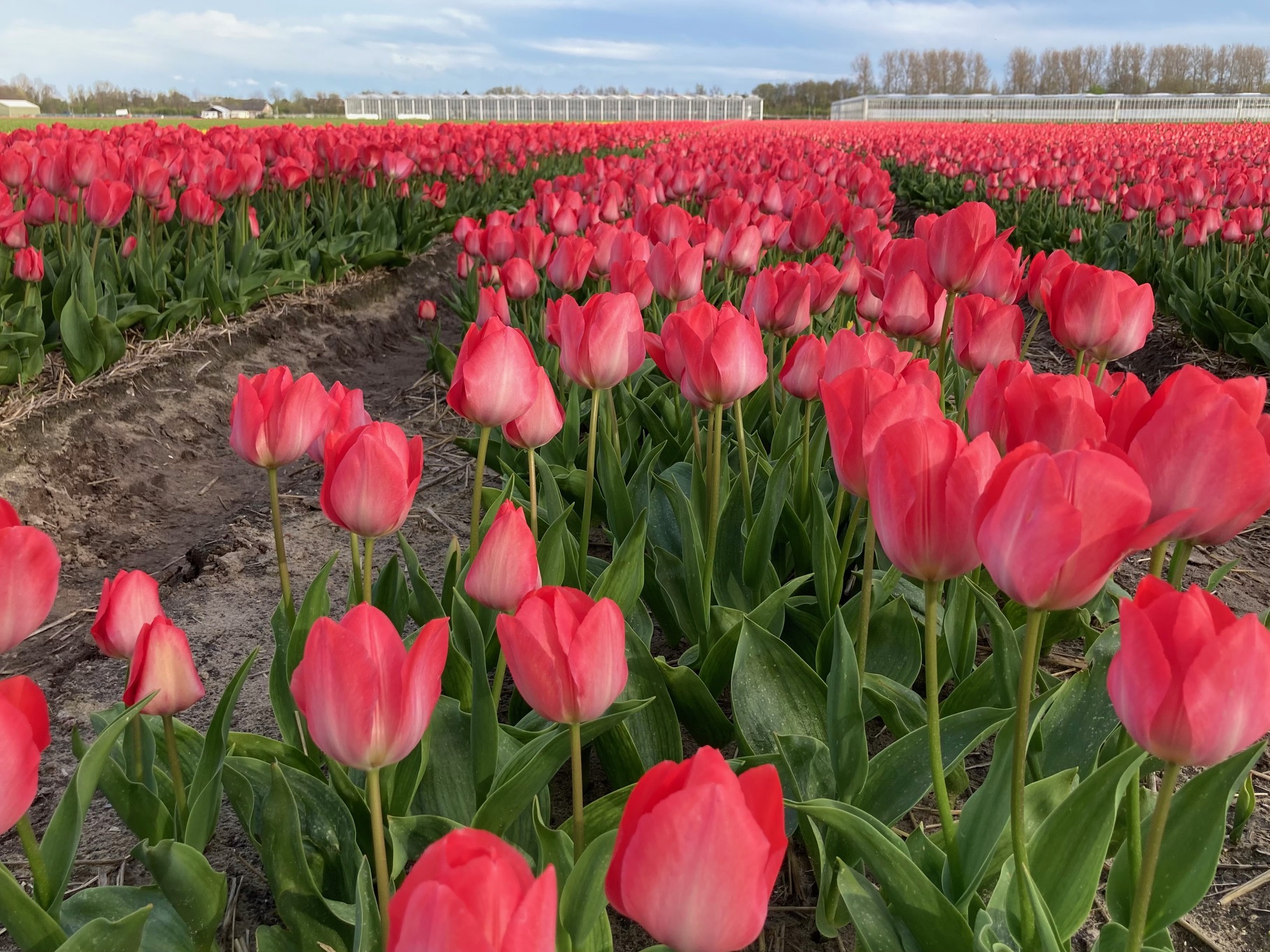 Inbraak met Nederlands nieuws: Kernfeiten over tulpen