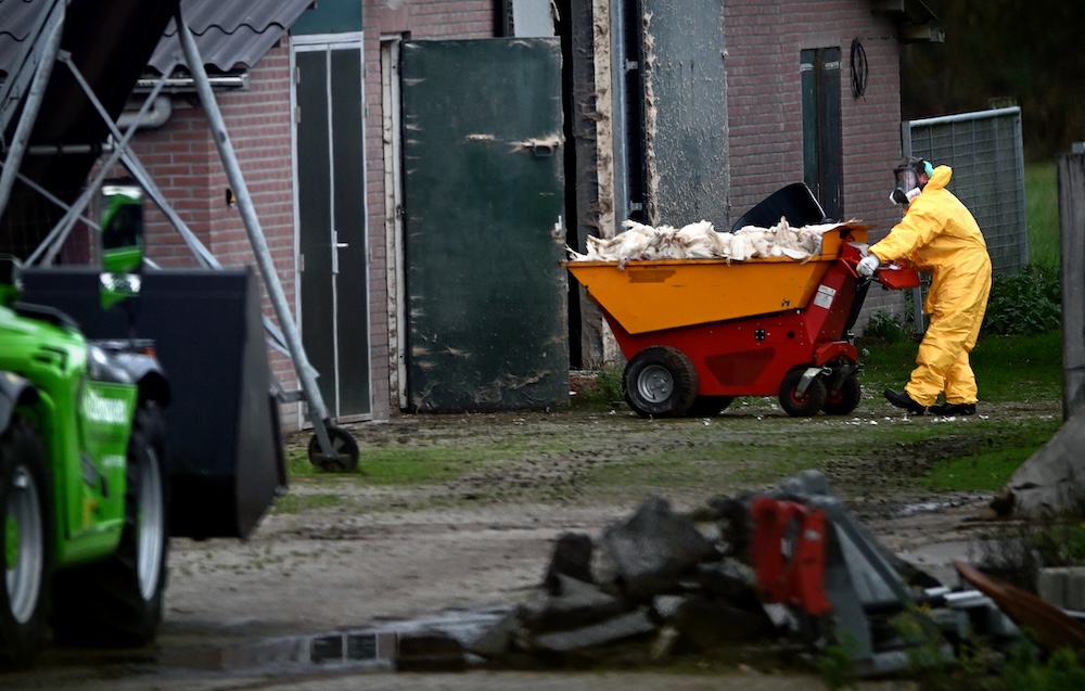 Dutch bird flu outbreaks continue, 800,000 birds killed so far