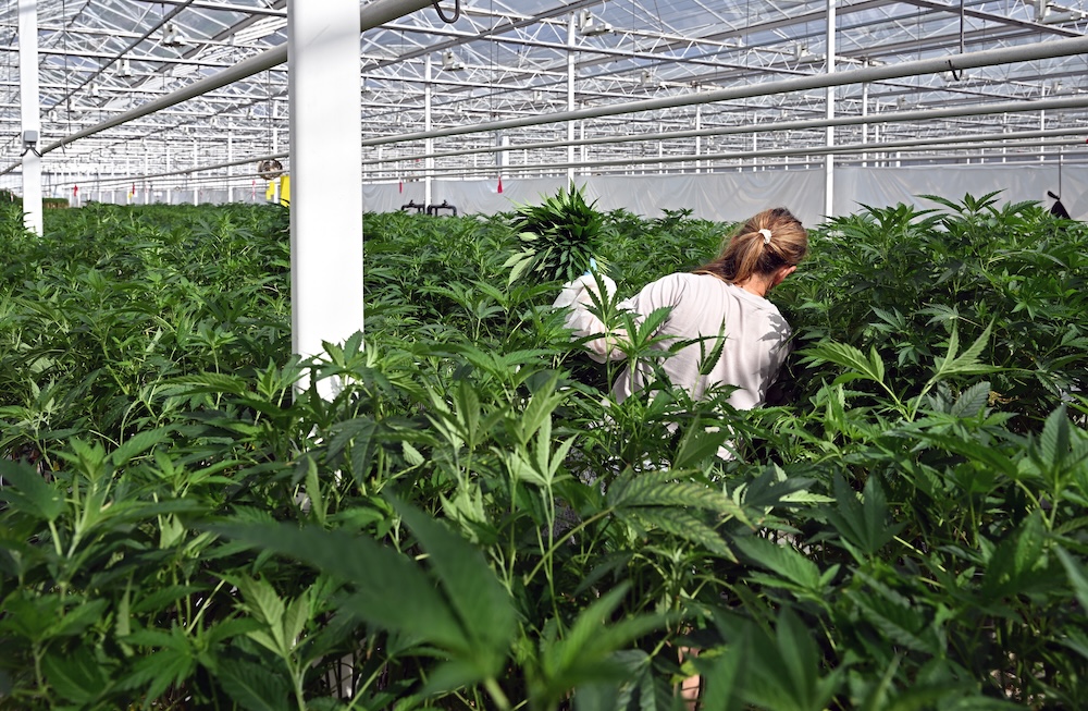 Largest Dutch legal cannabis grower taken over by Canadians