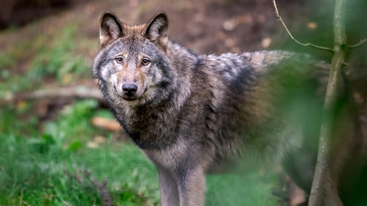 Wolves Research One in seven Dutch wolves illegally killed by poachers: study ...