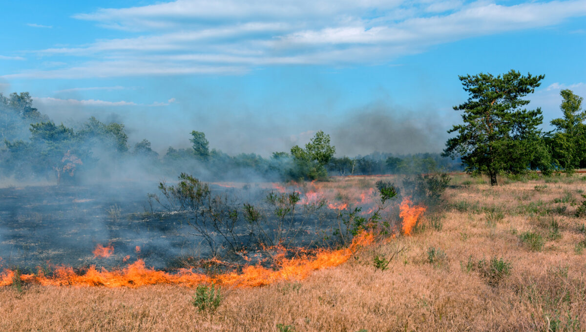 Podcast: The Ready … Aim … Wildfire! Edition
