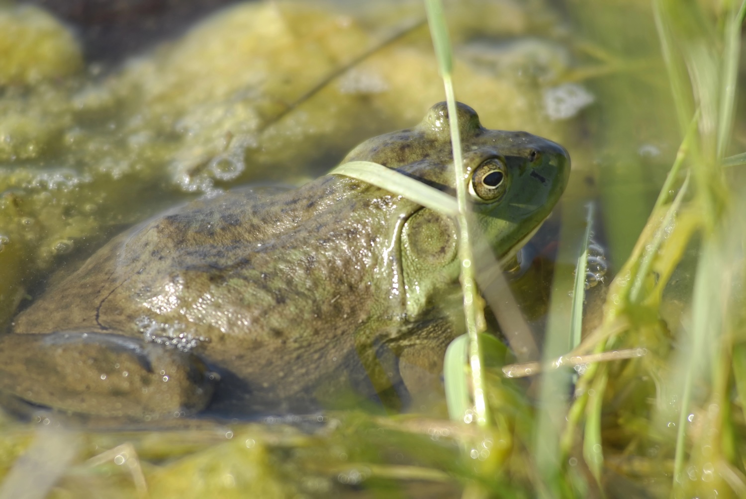 Dutch species first: Brabant battles American bullfrog