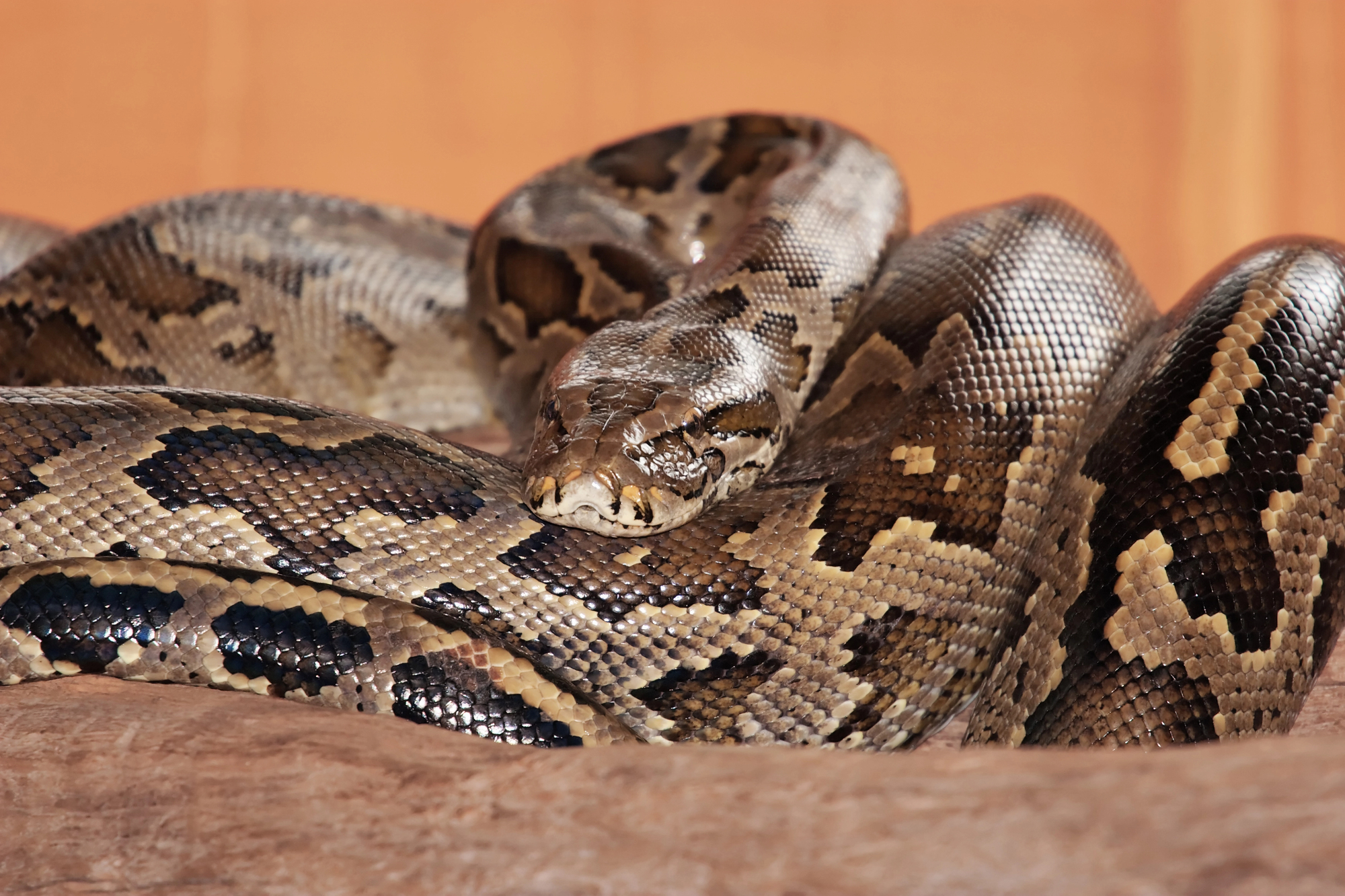Python dumped outside second-hand shop in Arnhem