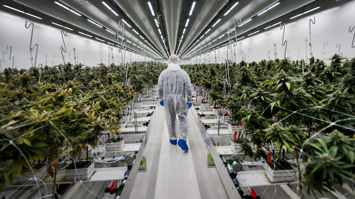 Amerikaanse tabaksgigant stapt in Nederlandse wietlegalisatieproces Amerikaanse tabaksgigant stapt in Nederlandse wietlegalisatieproces