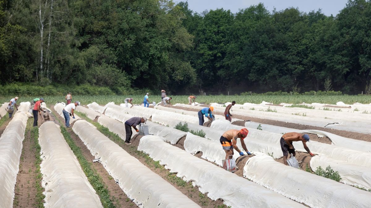 De meeste Nederlanders willen arbeidsmigratie terug, maar willen een plafond, zegt het CBS
