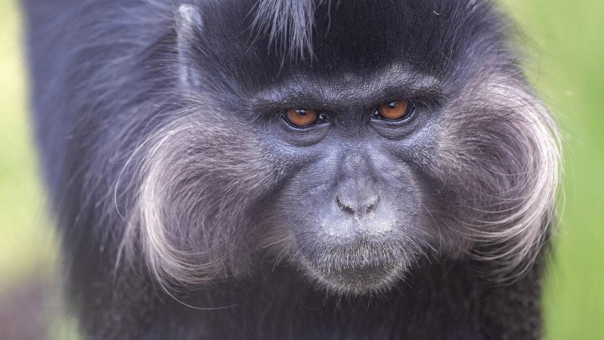 Ontsnapte aap op vrije voeten nabij safaripark Beekse Bergen Ontsnapte aap op vrije voeten nabij safaripark Beekse Bergen