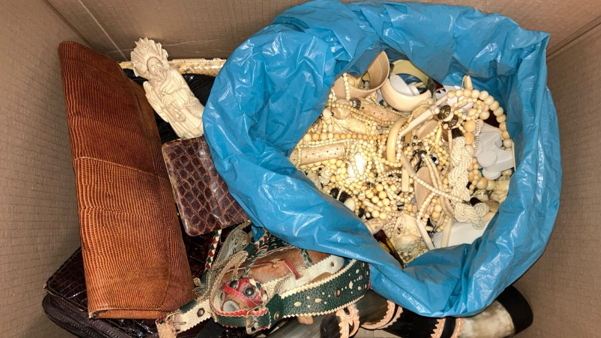 Ivoor en een neushoornschedel tussen de 5.800 items die aan RVO zijn overhandigd Ivoor en een neushoornschedel tussen de 5.800 items die aan RVO zijn overhandigd