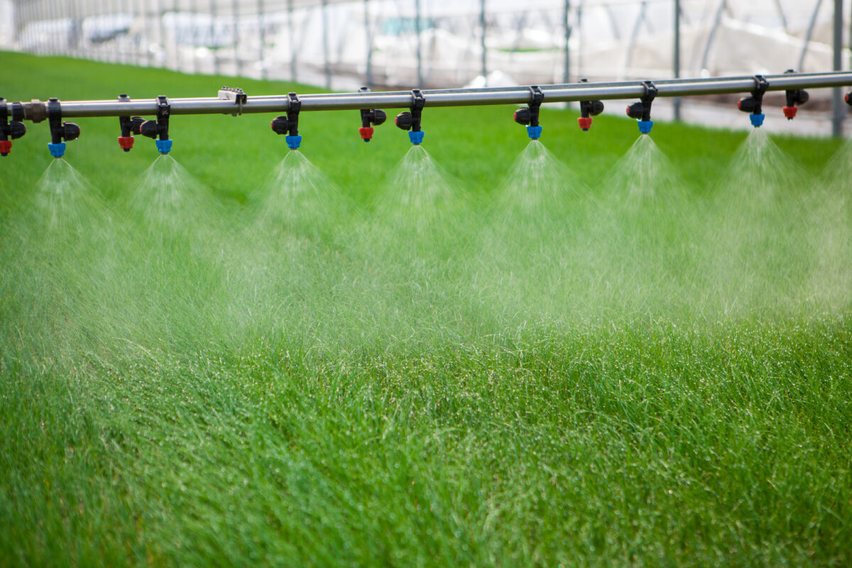 Glasshouses feel cost of drought as sprinkler ban imposed
