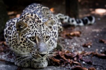 Beekse Bergen zookeeper dies after leopard attack